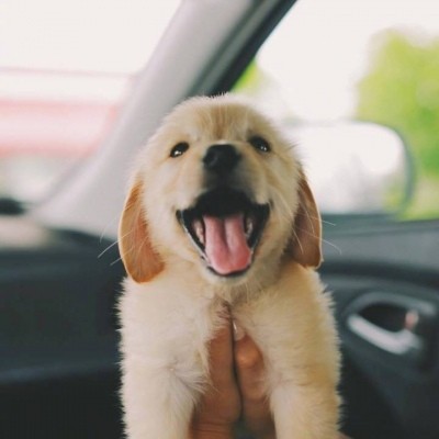 金毛头像可爱高清大全