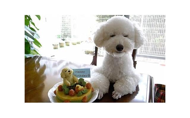 郭碧婷个人资料（郭碧婷个人资料简介）