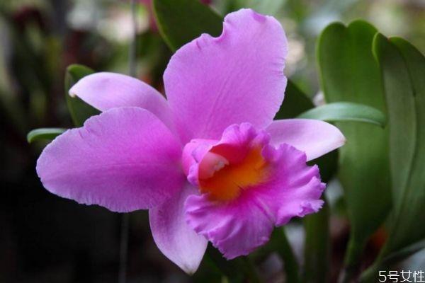 卡特兰是一种什么植物呢 卡特兰的作用有什么呢 卡特兰是一种什么植物呢 卡特兰的作用有什么呢