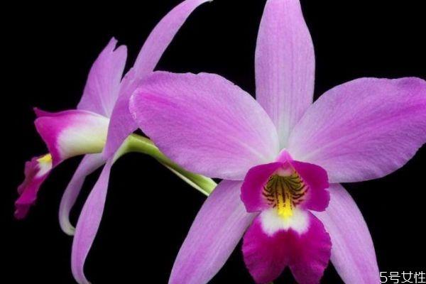 卡特兰是一种什么植物呢 卡特兰的作用有什么呢 卡特兰是一种什么植物呢 卡特兰的作用有什么呢