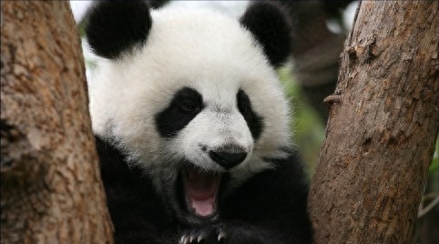 宝兴县夹金山:红军舍命翻越的生死线,如今是驱车自驾的坦途