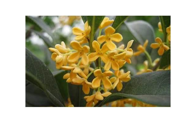 8公分桂花树多少钱一棵(大桂花树多少钱一棵) 8公分桂花树多少钱一棵(大桂花树多少钱一棵)