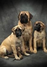 大不列颠獒,英国第一猛犬:马士提夫犬完胜杜高