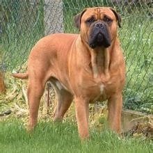 大不列颠獒,英国第一猛犬:马士提夫犬完胜杜高