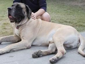 大不列颠獒,英国第一猛犬:马士提夫犬完胜杜高