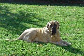 大不列颠獒,英国第一猛犬:马士提夫犬完胜杜高