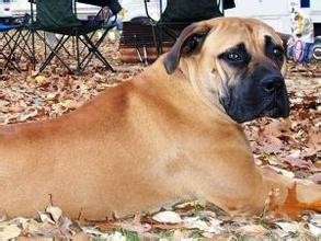 大不列颠獒,英国第一猛犬:马士提夫犬完胜杜高