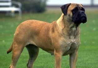 大不列颠獒,英国第一猛犬:马士提夫犬完胜杜高